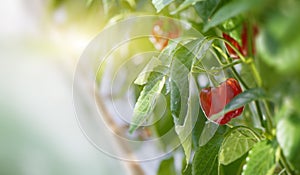 Red bell peppers growing on a plant