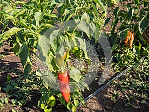 Red bell peppers growing in a sunny day in a garden