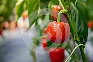 Red bell peppers hanging on tree in garden