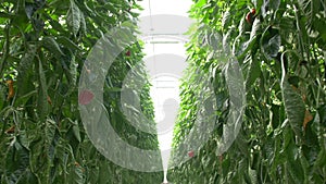 Red bell peppers in a modern glass greenhouse.