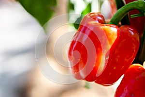 Red bell peppers with natural lights on blurred background