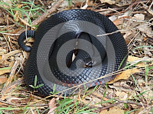 Red-bellied black snake