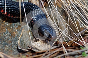 Red-bellied Black Snake - Pseudechis porphyriacus species of elapid snake native to eastern Australia photo