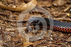 Red-bellied Black Snake - Pseudechis porphyriacus species of elapid snake native to eastern Australia. Black venomous snake with photo