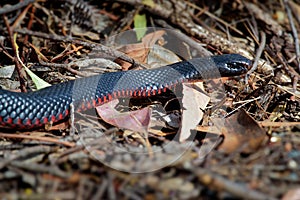 Red-bellied Black Snake - Pseudechis porphyriacus species of elapid snake native to eastern Australia photo