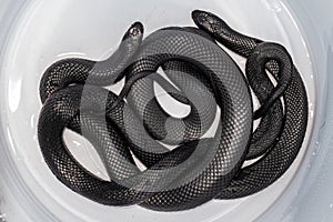 Red-bellied Black Snakes