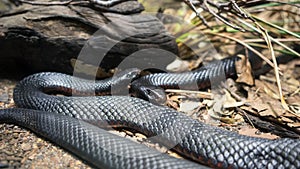 Red bellied black snakes photo