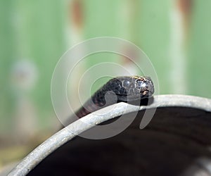 Red-bellied Blacksnake