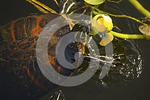 Red-bellied turtle in Florida`s Everglades National Park.