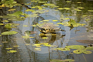 Red-bellied turtle in Florida`s Everglades National Park.