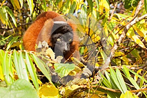 Red-bellied Lemur (Eulemur rubriventer)