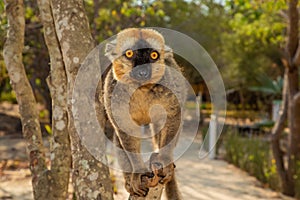 Red-bellied Lemur - Eulemur rubriventer, Cute primate photo