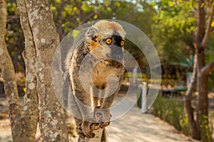 Red-bellied Lemur - Eulemur rubriventer, Cute primate photo