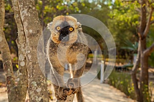Red-bellied Lemur - Eulemur rubriventer, Cute primate photo