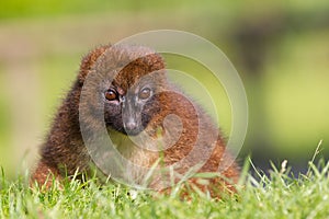 Red-bellied Lemur (Eulemur rubriventer)