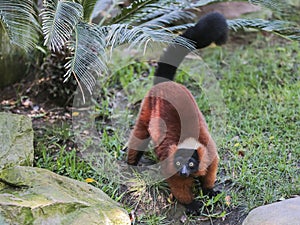 Red-bellied Lemur (Eulemur rubriventer)