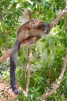 Red-bellied Lemur hanging on a tree branch