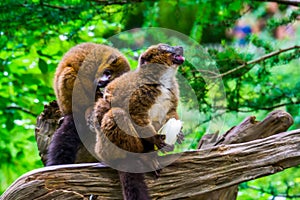 Red bellied lemur making a funny face while eating, Vulnerable animal specie from Madagascar