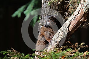 Red-Bellied lemur
