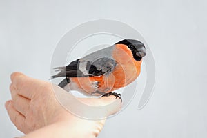 The red-bellied male bullfinch in the hand