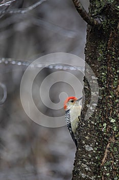 Red-bellied Male Woodpecker On Tree Trunk