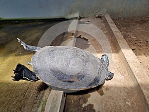 Red bellied nelsoni turtle