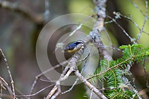 Red Bellied Nuthatch.