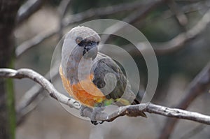 Red-bellied parrot Poicephalus rufiventris