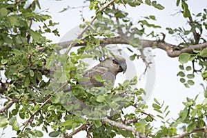 Red-bellied Parrot Poicephalus rufiventris Perched in a Tree