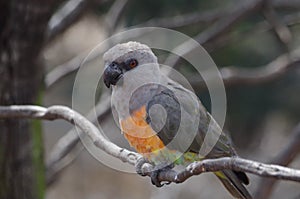 Red-bellied parrot Poicephalus rufiventris photo