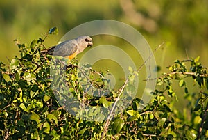 Red-bellied Parrot - Poicephalus rufiventris photo