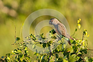 Red-bellied Parrot - Poicephalus rufiventris photo