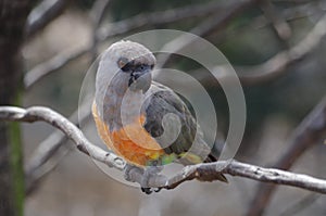 Red-bellied parrot Poicephalus rufiventris photo