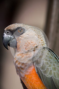 The red-bellied parrot Poicephalus rufiventris photo