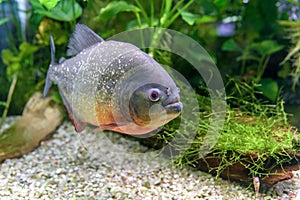 Red-bellied Piranha