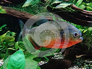 Red bellied Piranha