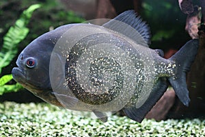 Red bellied piranha