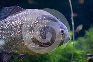 Red Bellied Piranha close up dangerous fish swimming in water