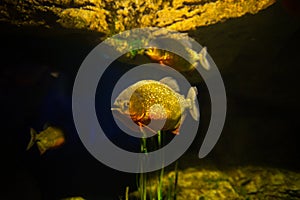 Red-bellied piranha fish in aquarium under the water