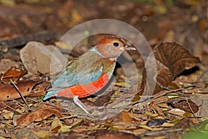 Red-bellied Pitta,  Red-bellied Pitta, Pitta erythrogaster