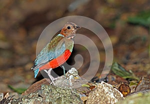 Red-bellied Pitta,  Red-bellied Pitta, Pitta erythrogaster