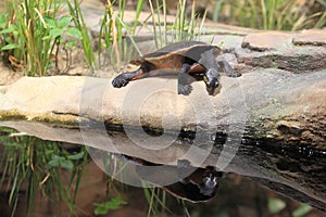 Red-bellied short necked turtle