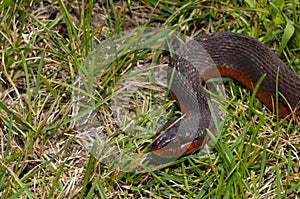 Red bellied snake out in the daytime