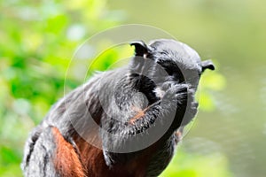 A red-bellied tamarin or white lipped tamarin Saguinus labiatus