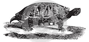 Red bellied terrapin, vintage illustration