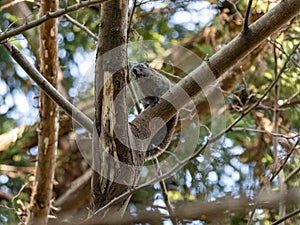 Red bellied tree squirrel in a Japanese tree