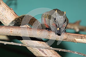 Red-bellied tree squirrel