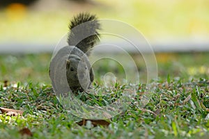 Red-bellied tree squirrel