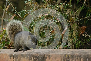 Red-bellied tree squirrel