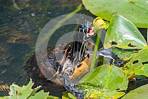 Red-bellied turtle eating a pond lily